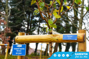 Troisième édition d’un bébé un arbre