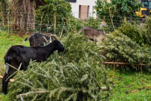 Déposez votre sapin et offrez un festin caprin